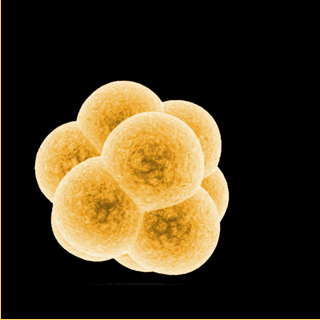 Human embryo susceptible to organophosphate exposure