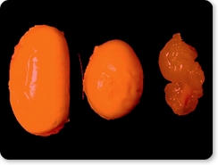 Rat exposed to phthalate in womb shows reproductive harm